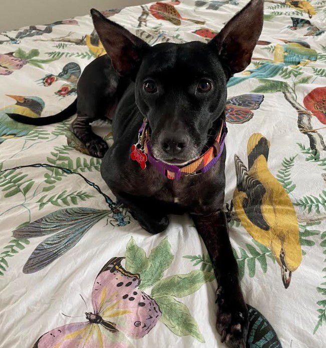 DANA - Labrador Retriever available for adoption