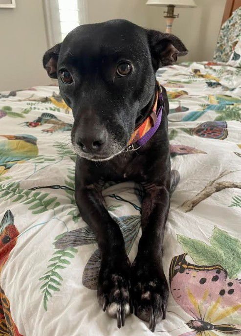 DANA - Labrador Retriever available for adoption