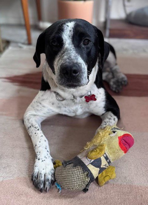 NORA - Pointer available for adoption