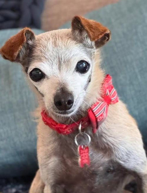 NADETTE - Chihuahua / Dachshund available for adoption