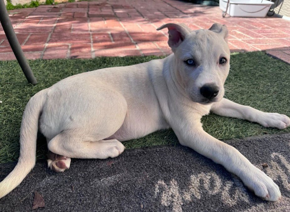 ELLIE - Cattle Dog / Labrador Retriever available for adoption