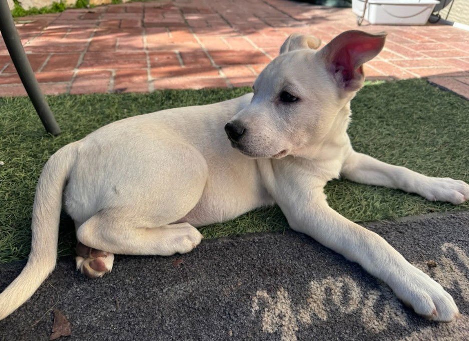 ELLIE - Cattle Dog / Labrador Retriever available for adoption