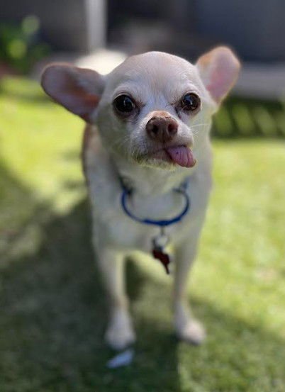 DIEGO - Chihuahua available for adoption