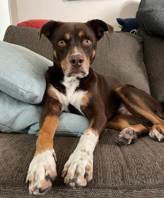 JOSHUA - Beagle / Pit Bull Terrier available for adoption