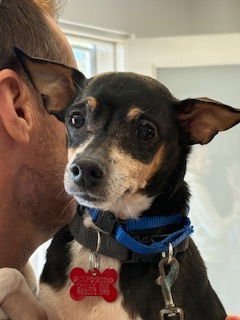 NUPPIE - Miniature Pinscher / Rat Terrier available for adoption