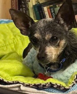 LEWIS - Chihuahua available for adoption