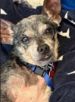 LEWIS - Chihuahua available for adoption
