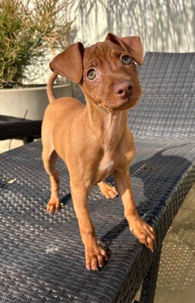 LADYBUG - Chihuahua available for adoption