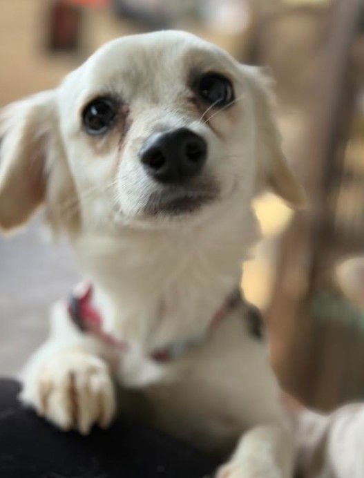 LANA - Dachshund / Chihuahua available for adoption