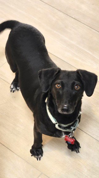 LAYLA- DACHSHUND