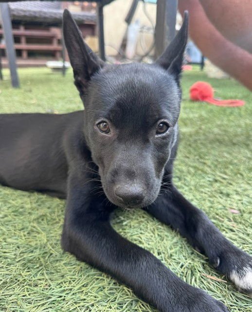 EMBER - Cattle Dog / Shepherd available for adoption