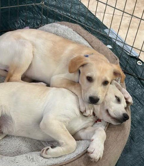 EVEREST - Cattle Dog available for adoption