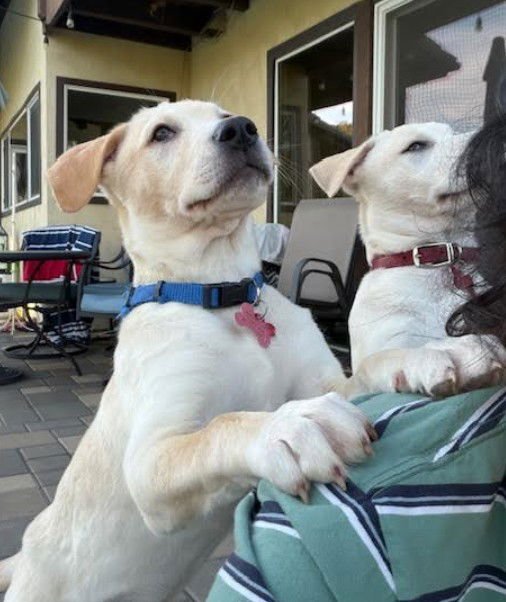 EVEREST - Cattle Dog available for adoption
