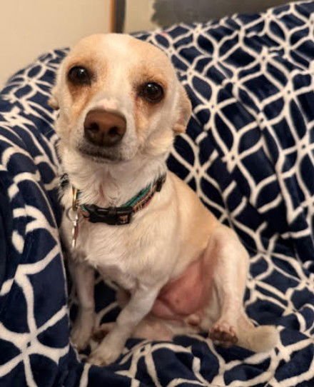 CELESTE - Chihuahua / Terrier available for adoption