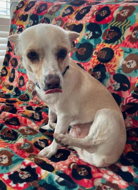 CELESTE - Chihuahua / Terrier available for adoption