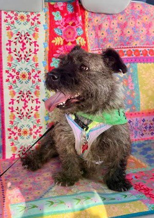 ONIX - Cairn Terrier / Border Terrier available for adoption