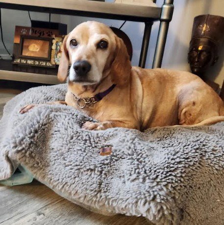 DUBLIN - Dachshund / Beagle available for adoption