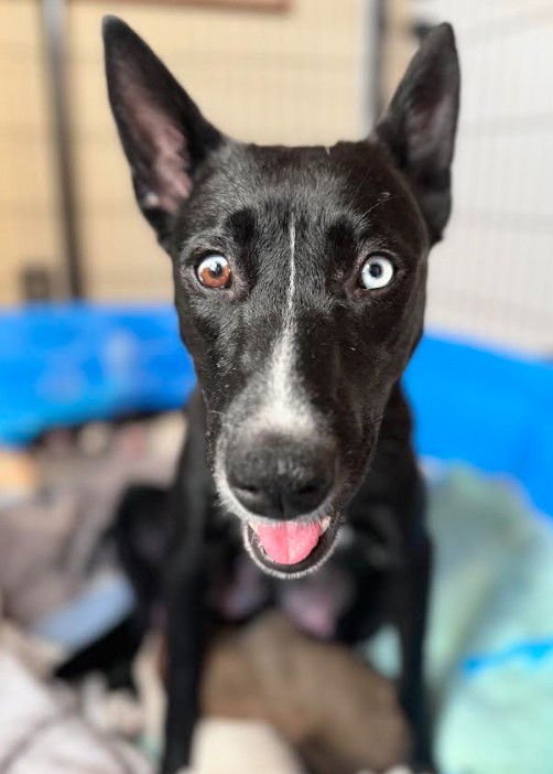 ELVIRA - Australian Cattle Dog/Blue Heeler available for adoption