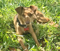 Lila - Photo 1