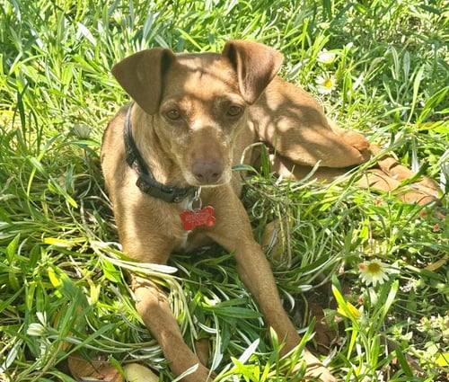 LILA - Chihuahua available for adoption