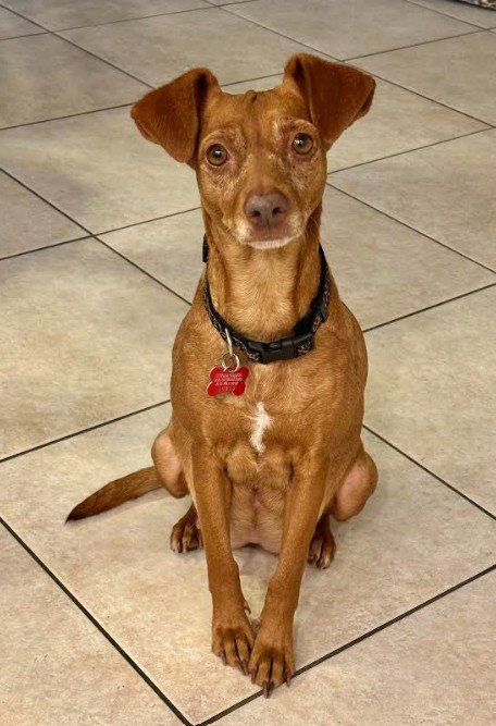 LILA - Chihuahua available for adoption
