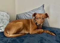 Lila - Photo 3