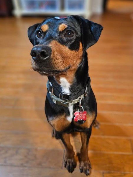FRIEDA - Miniature Pinscher / Terrier available for adoption