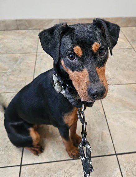 FRIEDA - Miniature Pinscher / Terrier available for adoption