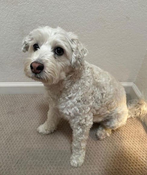 HERMAN - Poodle (unknown type) available for adoption