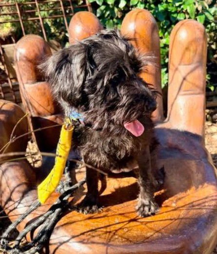 PIPPA - Schnauzer / Poodle (Miniature) available for adoption