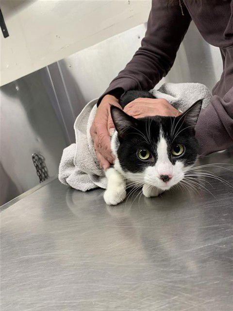 *ANDY - Domestic Short Hair available for adoption