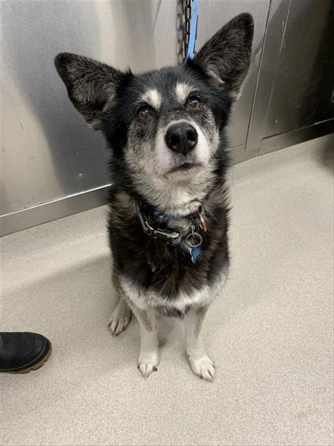 KENAI - Husky available for adoption