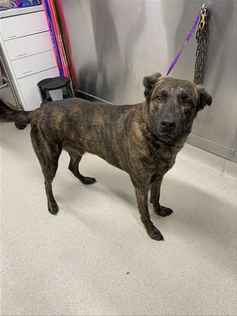 CURLY - Labrador Retriever / Mastiff available for adoption