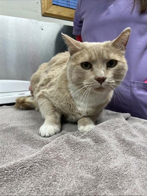 SWEET PEA - Domestic Short Hair available for adoption