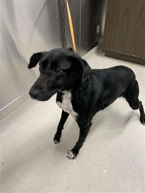 LILO - Husky / Pointer available for adoption