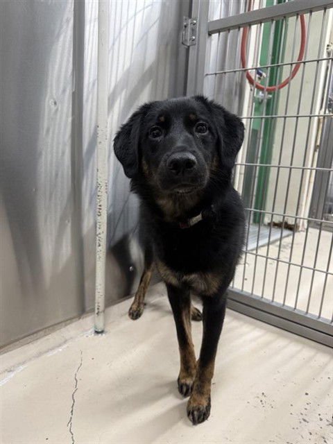 *PIXIE - Australian Shepherd available for adoption