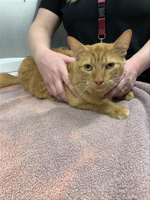 OLIVER - Domestic Short Hair available for adoption