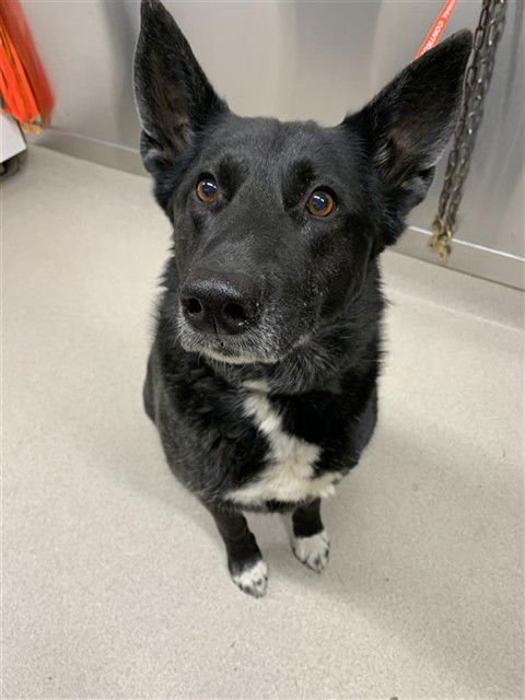 FREYA - German Shepherd Dog available for adoption