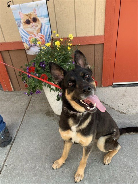 LOBA - German Shepherd Dog / Australian Cattle Dog/Blue Heeler for adoption in Fairbanks
