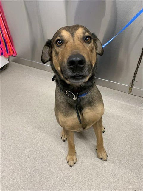 *TROY - German Shepherd Dog available for adoption