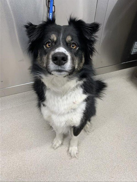 SHIESTY - Australian Shepherd available for adoption