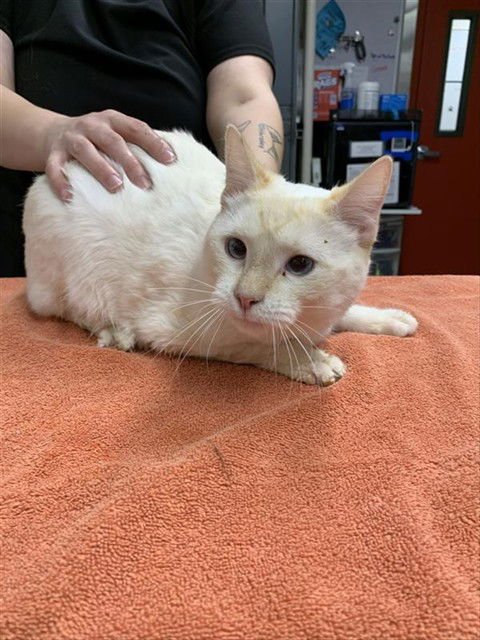 STAN - Domestic Short Hair available for adoption