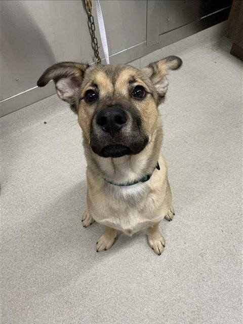 *BENNETT - German Shepherd Dog / Husky available for adoption