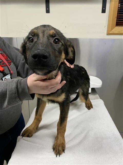 *BOGS - Husky / Rottweiler available for adoption