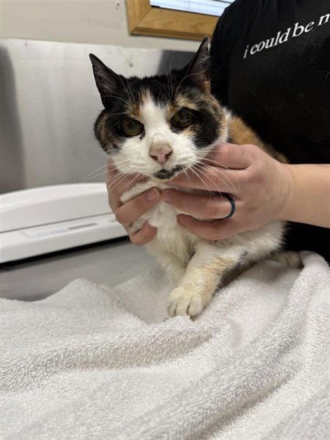 *CANDIACE - Domestic Short Hair available for adoption