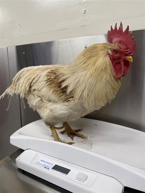 GREYBURN - Chicken available for adoption
