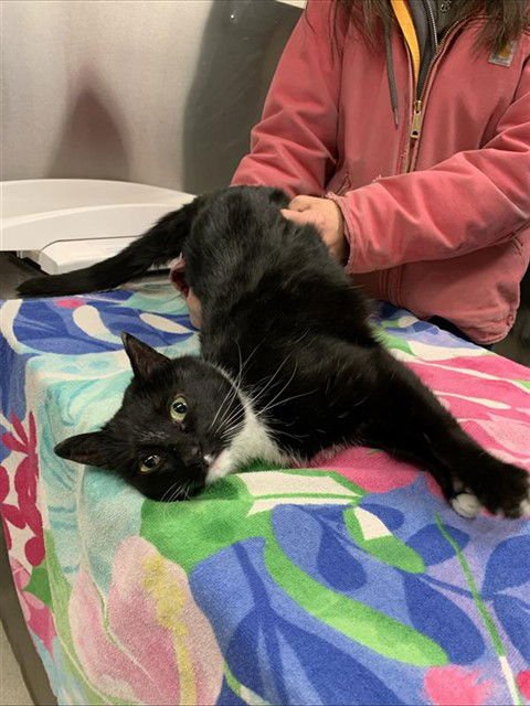 MEOW - Domestic Short Hair available for adoption