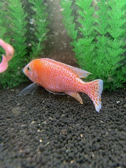 *EDWARD - Fish available for adoption