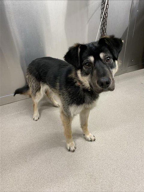 CHUM CHUM - Husky available for adoption