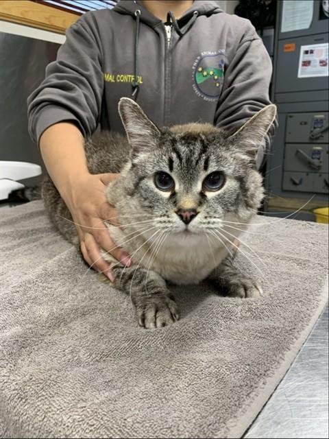 SPHINX - Siamese available for adoption